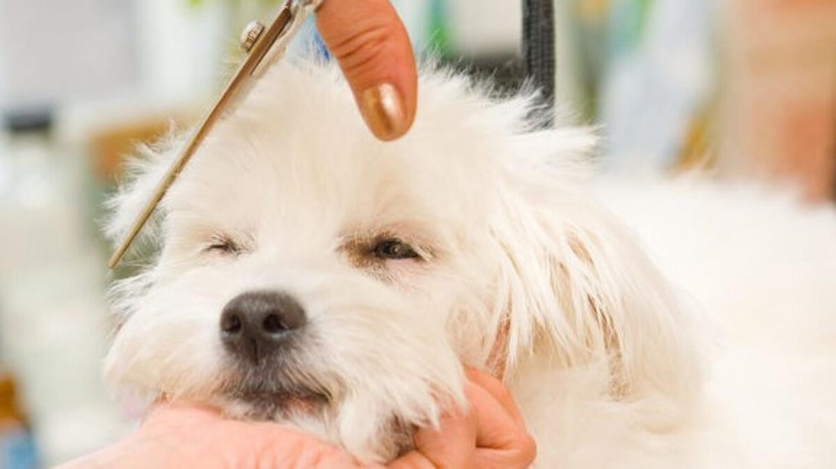 Bilder Hundesalon Pet Cut's