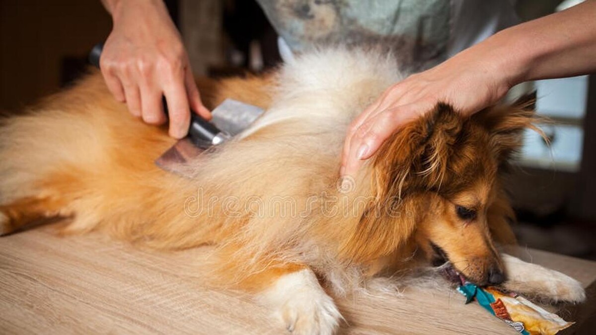 Bilder Hundesalon Pet Cut's