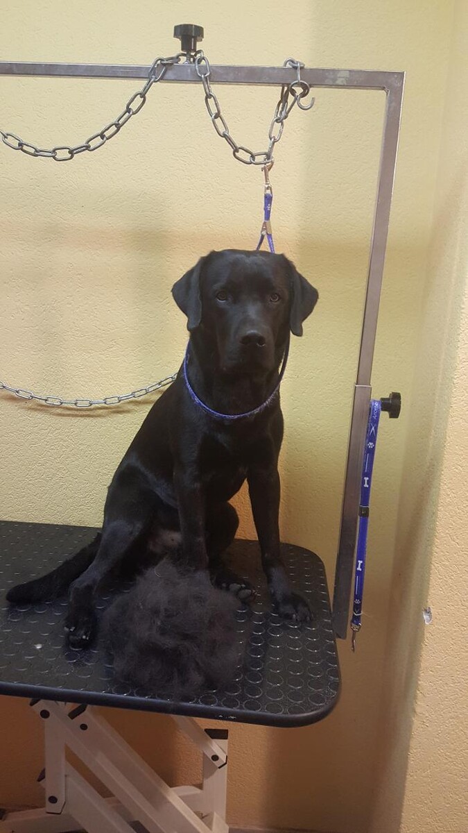 Bilder Hundesalon Pet Cut's