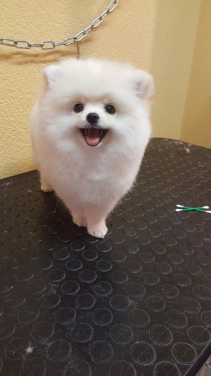 Bilder Hundesalon Pet Cut's