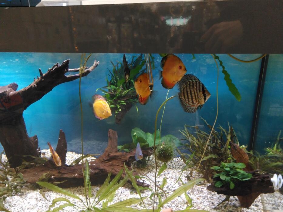 Bilder Jardinerie HORNBACH Villeneuve