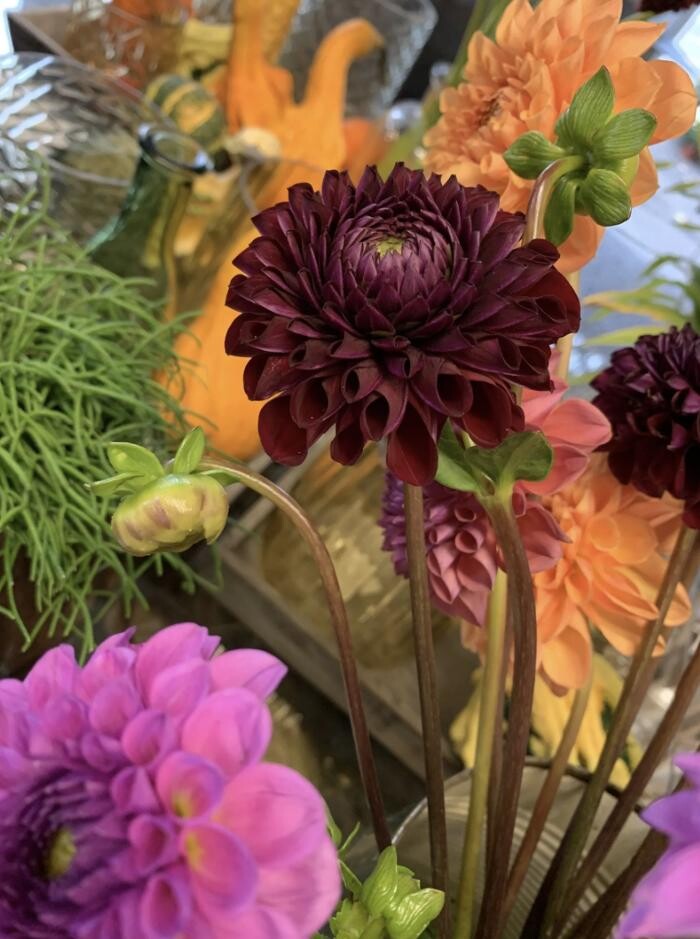 Bilder Casa Flora AG