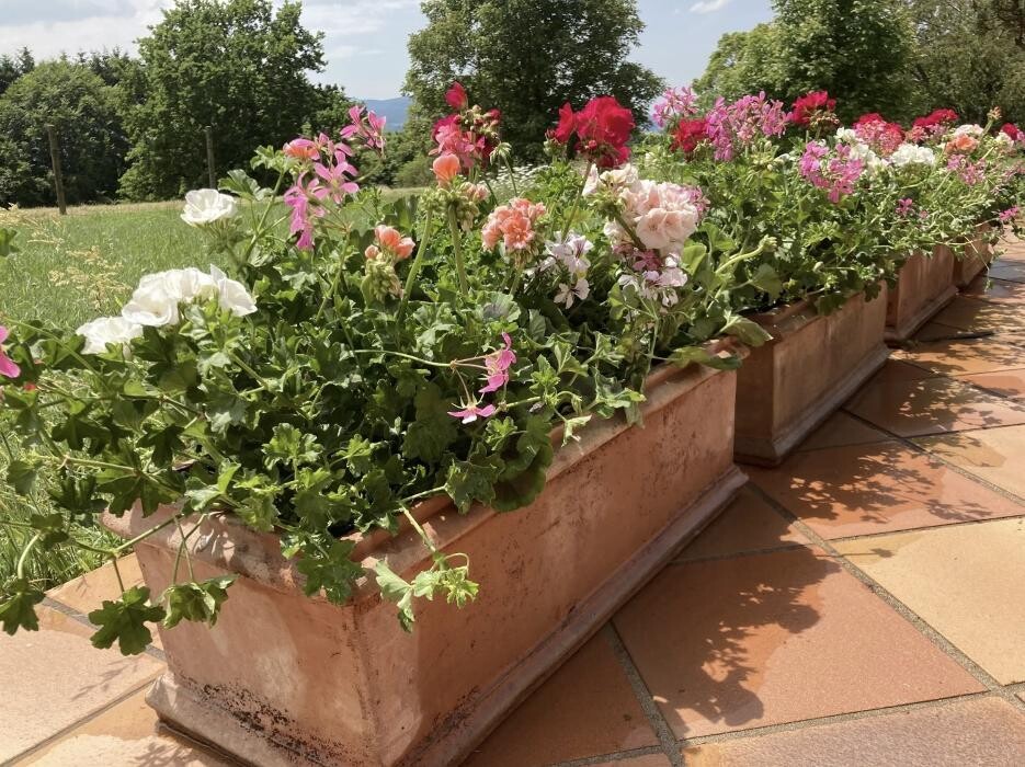 Bilder Casa Flora AG