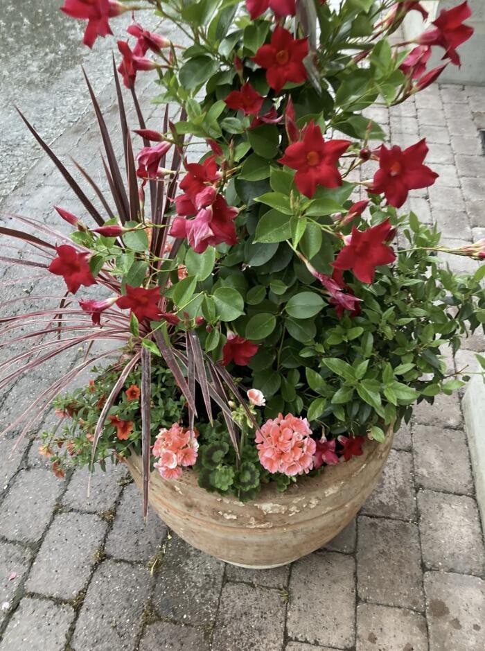 Bilder Casa Flora AG