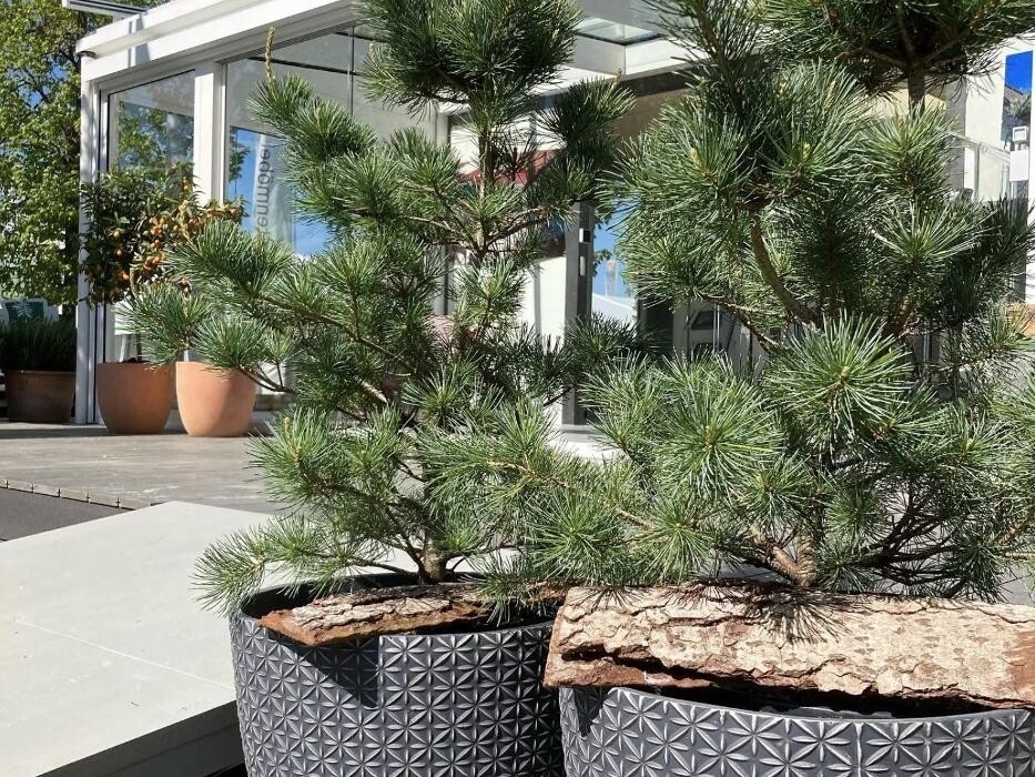Bilder Casa Flora AG