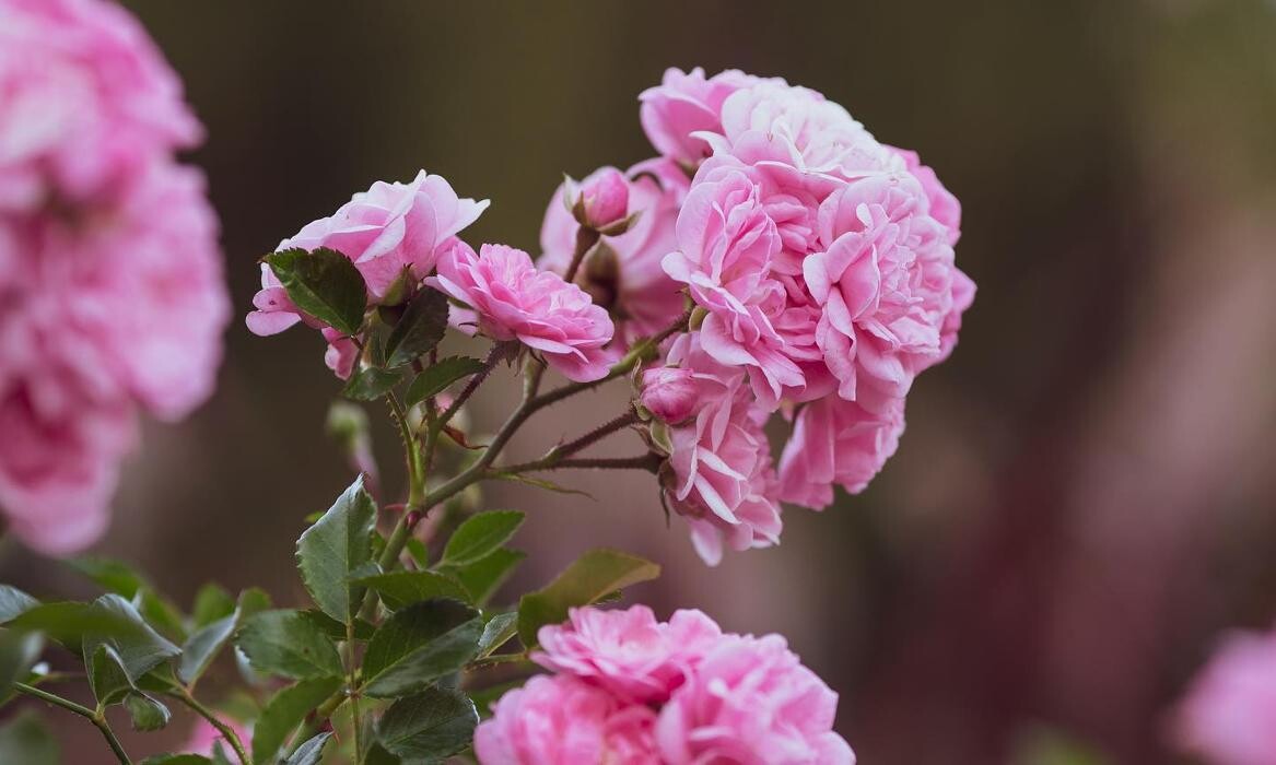 Bilder Blüten-Bijou