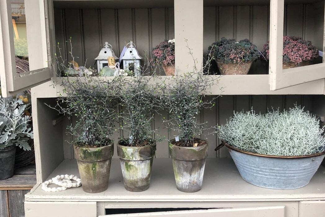 Bilder Blüten-Bijou