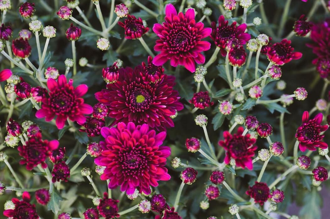 Bilder Blüten-Bijou