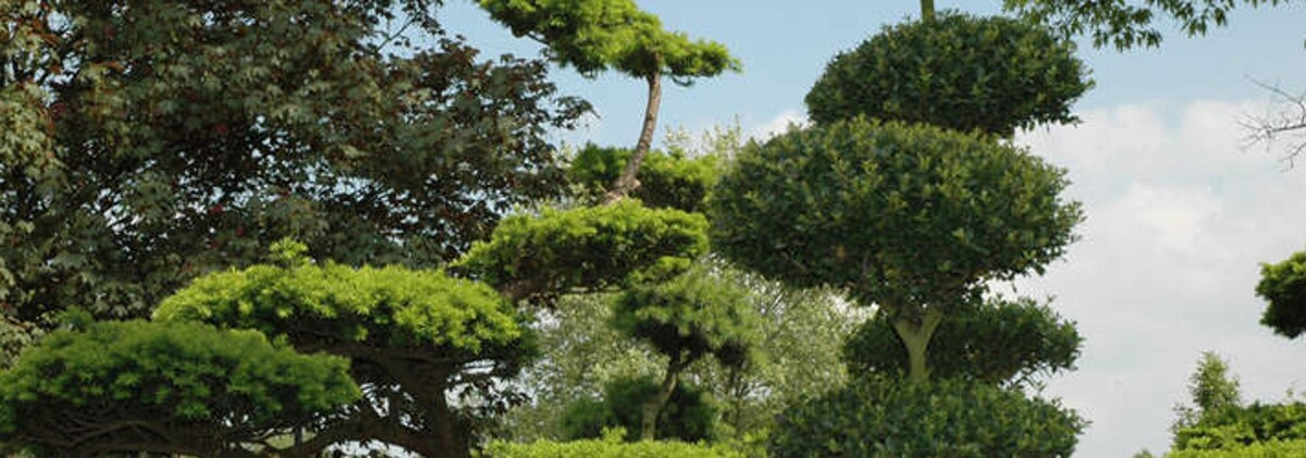 Bilder Gehlhaar GartenBaumschule