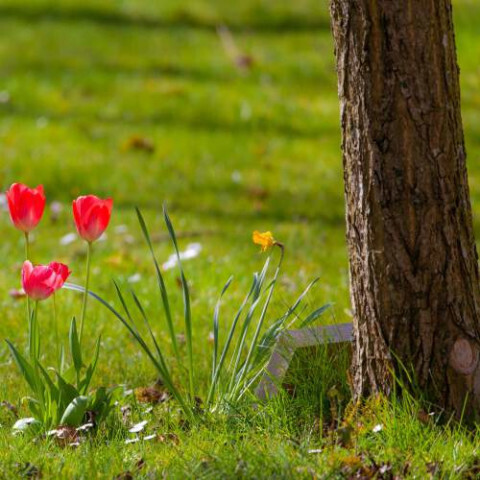 Bilder Bestattungen Rozynek & Bauer