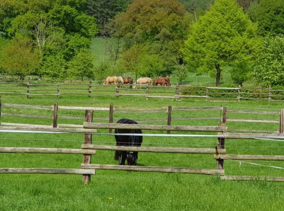 Bilder Gut Neuhaus | Erstes Aachener Reitsportcenter