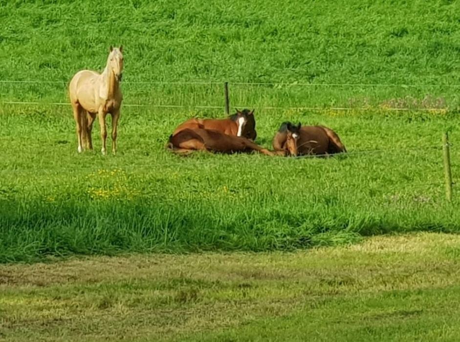 Bilder Gut Neuhaus | Erstes Aachener Reitsportcenter