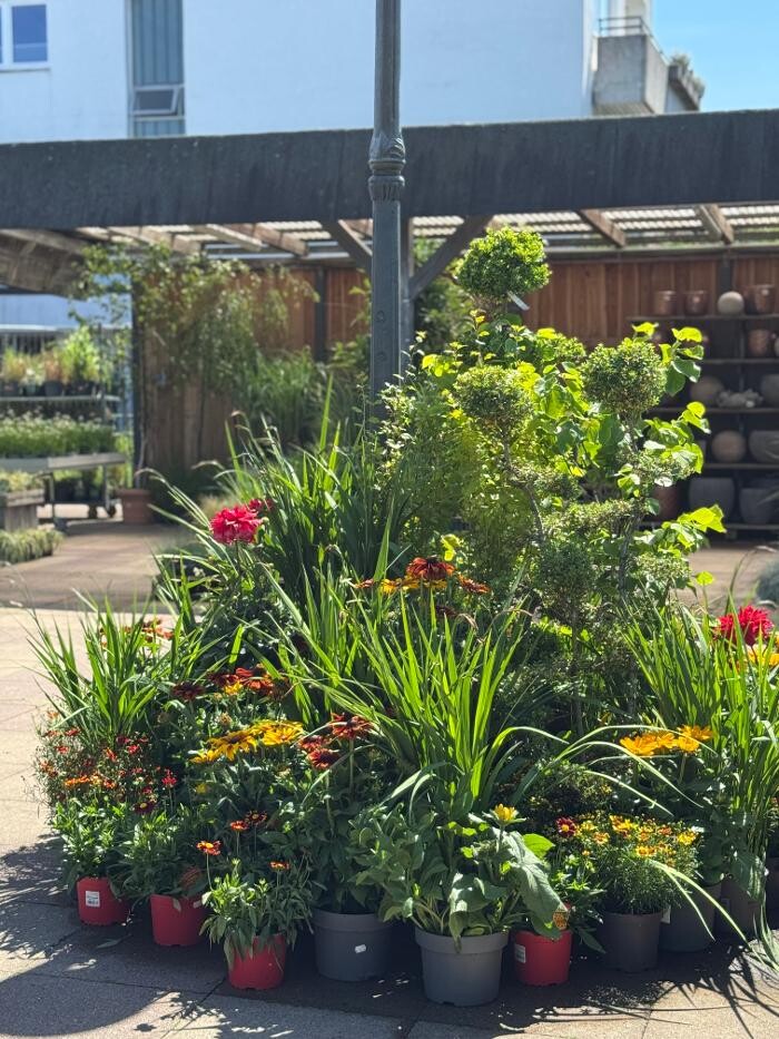 Bilder Pflanzen Peikert | Gartencenter - Gartengestaltung - Floristik - Blumen