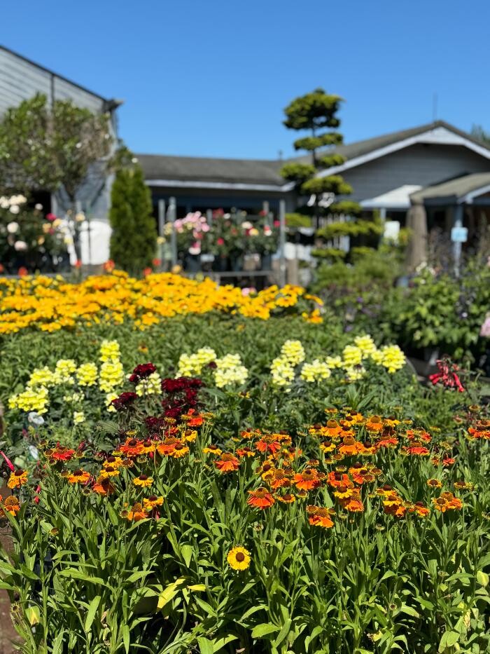 Bilder Pflanzen Peikert | Gartencenter - Gartengestaltung - Floristik - Blumen