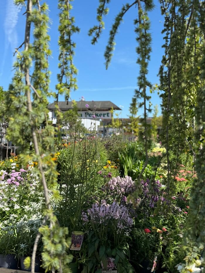 Bilder Pflanzen Peikert | Gartencenter - Gartengestaltung - Floristik - Blumen