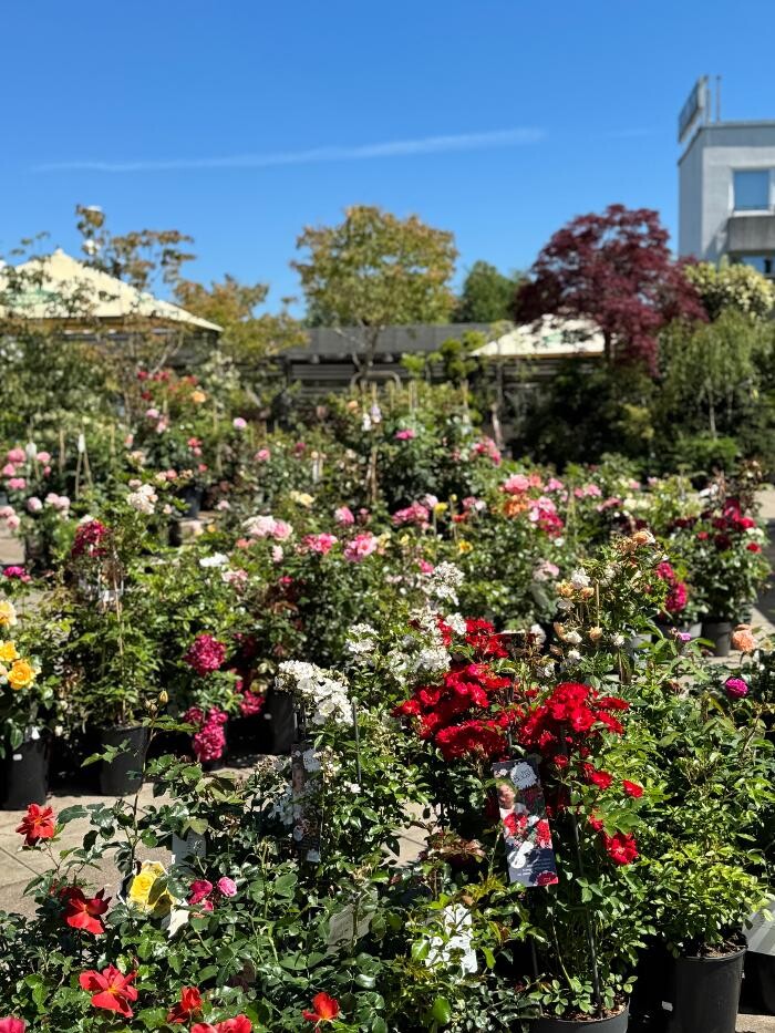 Bilder Pflanzen Peikert | Gartencenter - Gartengestaltung - Floristik - Blumen