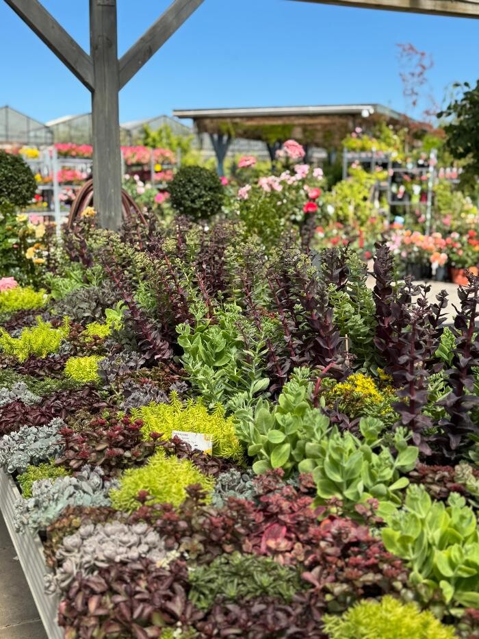 Bilder Pflanzen Peikert | Gartencenter - Gartengestaltung - Floristik - Blumen