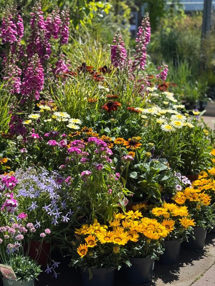 Bilder Pflanzen Peikert | Gartencenter - Gartengestaltung - Floristik - Blumen