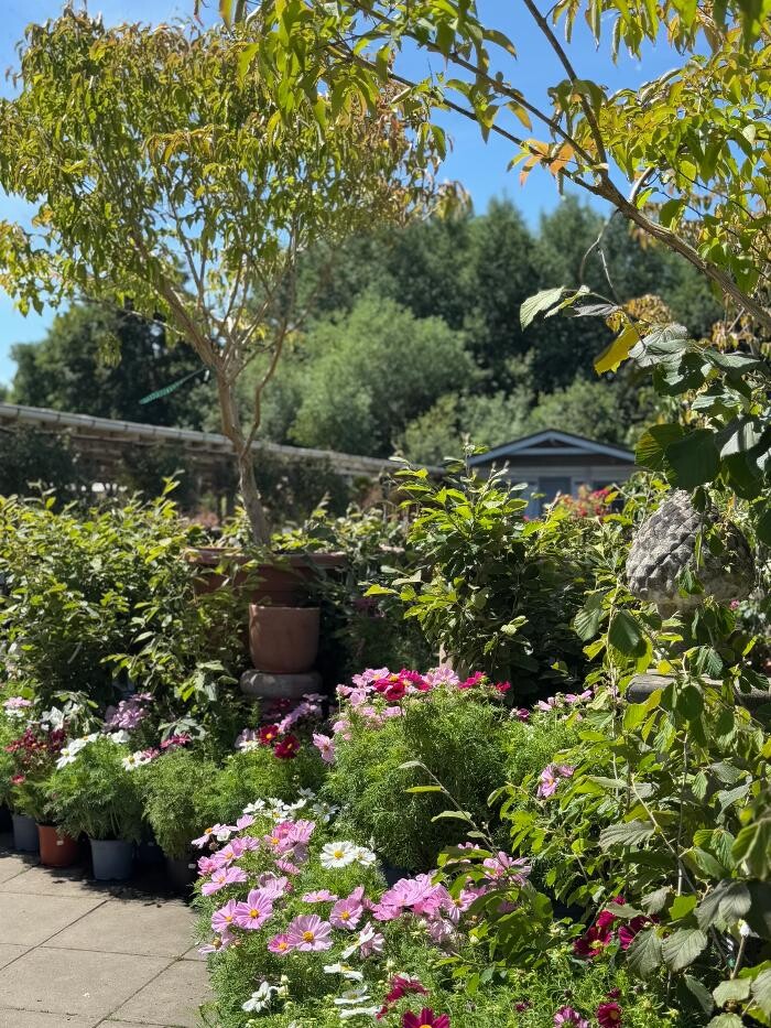 Bilder Pflanzen Peikert | Gartencenter - Gartengestaltung - Floristik - Blumen