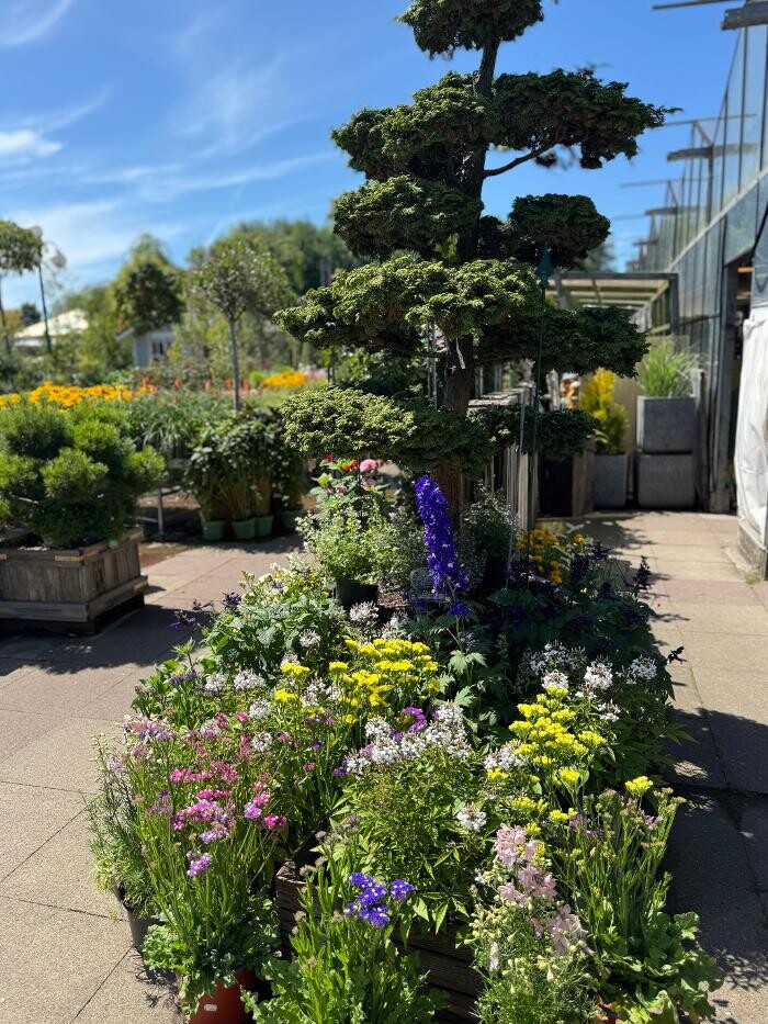 Bilder Pflanzen Peikert | Gartencenter - Gartengestaltung - Floristik - Blumen
