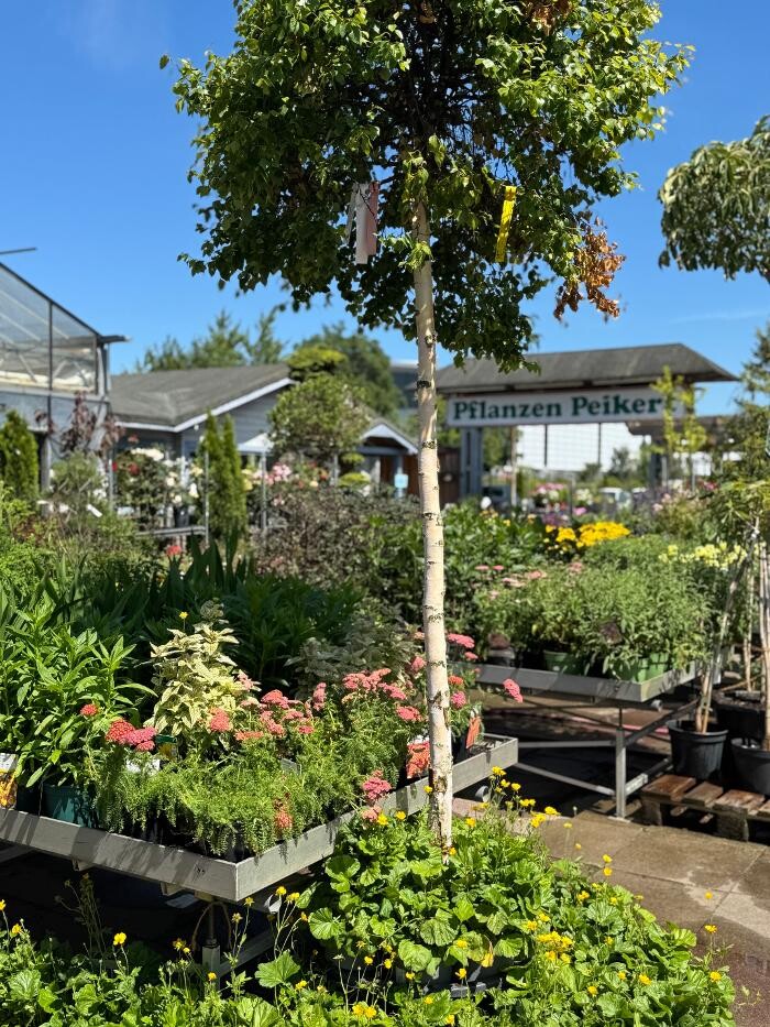 Bilder Pflanzen Peikert | Gartencenter - Gartengestaltung - Floristik - Blumen