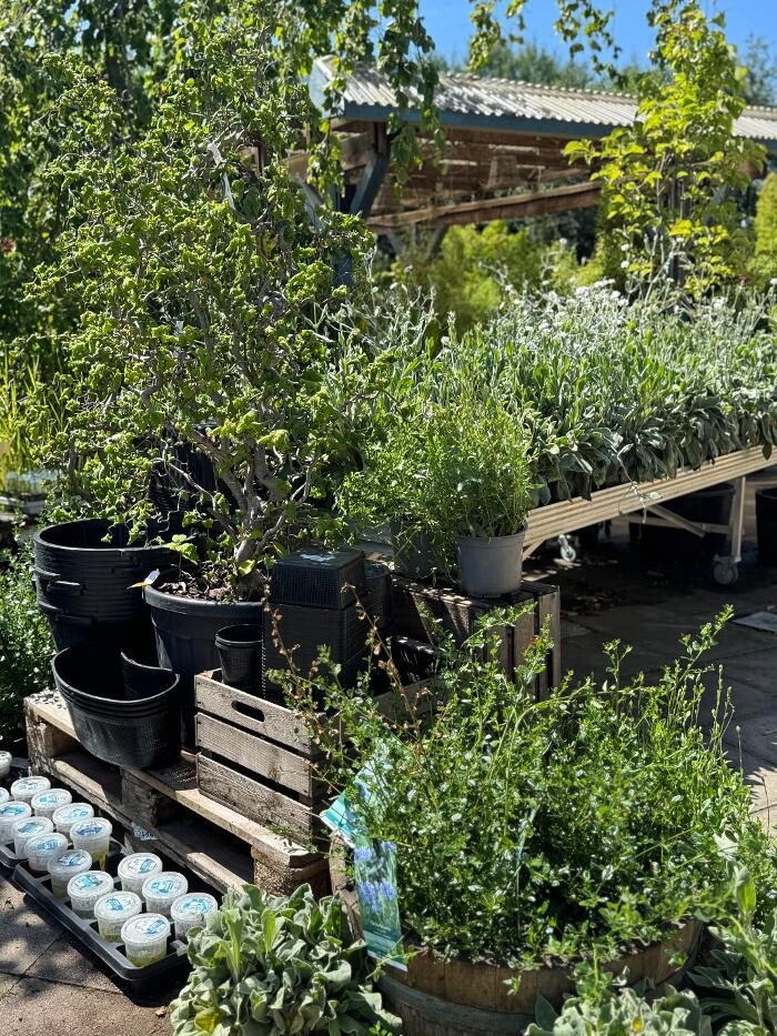 Bilder Pflanzen Peikert | Gartencenter - Gartengestaltung - Floristik - Blumen