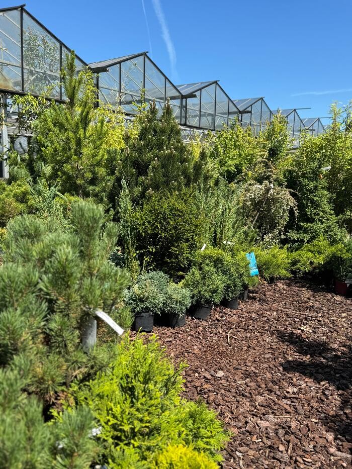 Bilder Pflanzen Peikert | Gartencenter - Gartengestaltung - Floristik - Blumen