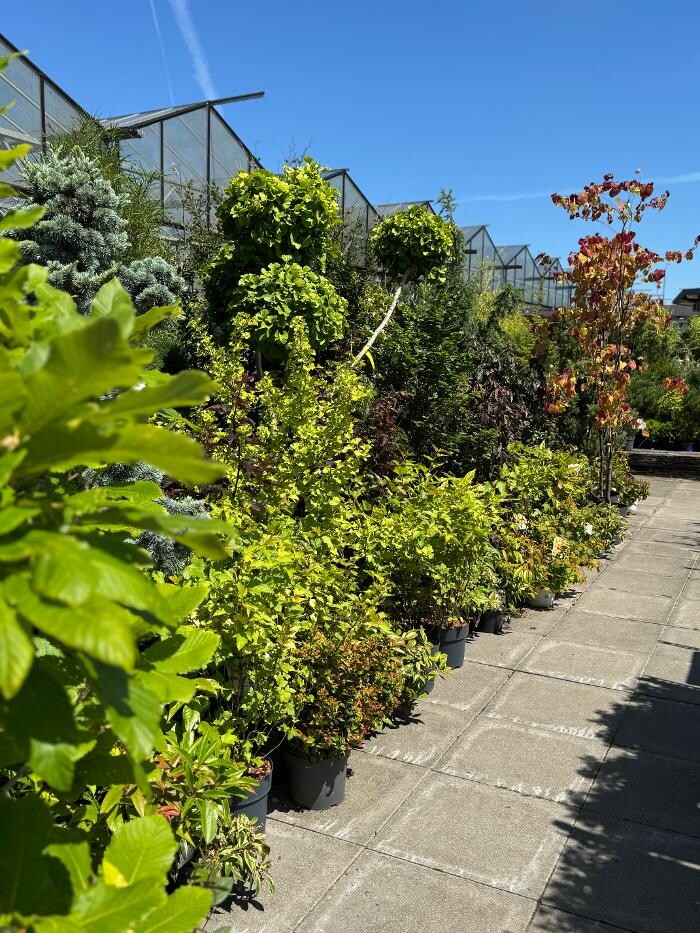 Bilder Pflanzen Peikert | Gartencenter - Gartengestaltung - Floristik - Blumen