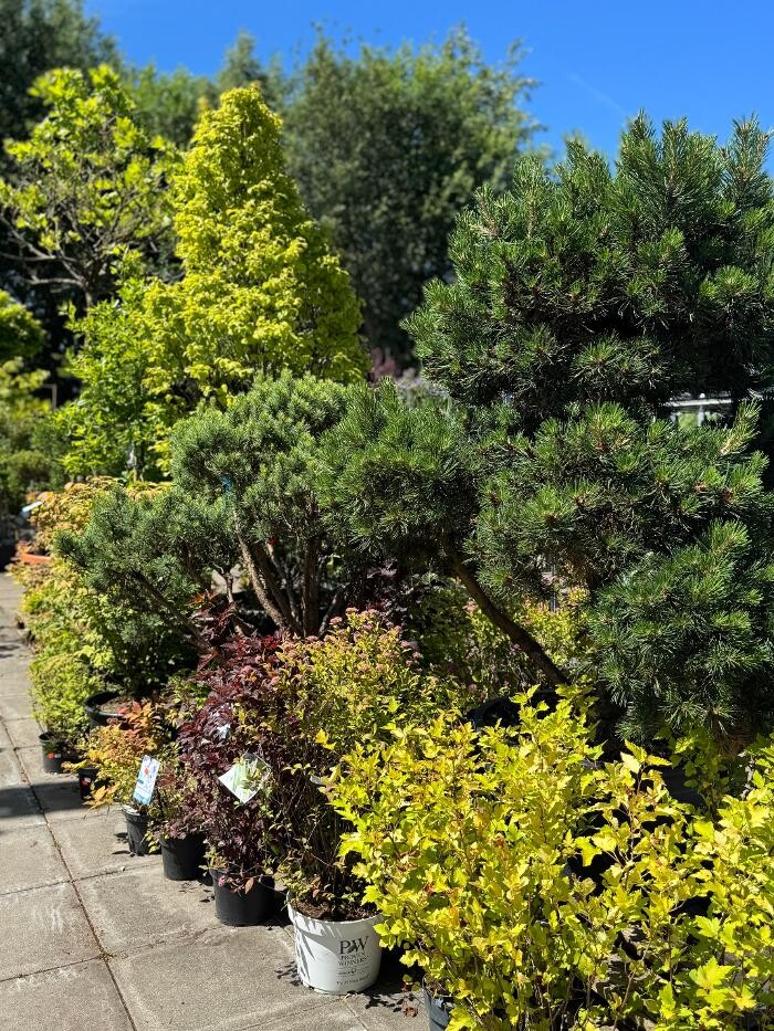Bilder Pflanzen Peikert | Gartencenter - Gartengestaltung - Floristik - Blumen