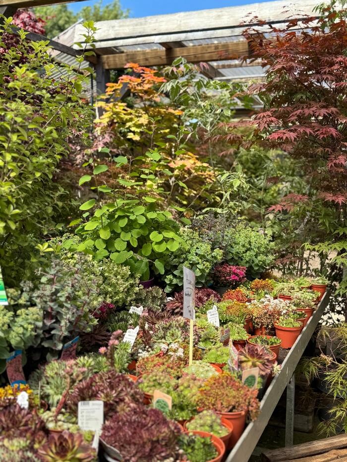 Bilder Pflanzen Peikert | Gartencenter - Gartengestaltung - Floristik - Blumen