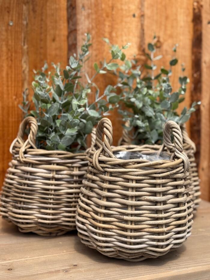 Bilder Pflanzen Peikert | Gartencenter - Gartengestaltung - Floristik - Blumen