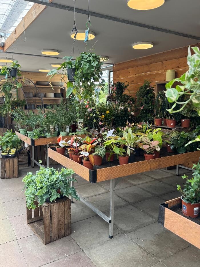 Bilder Pflanzen Peikert | Gartencenter - Gartengestaltung - Floristik - Blumen