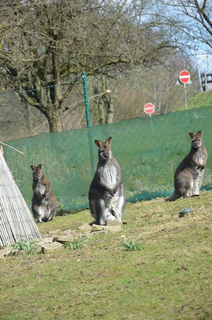 Bilder Outback-Lindlar