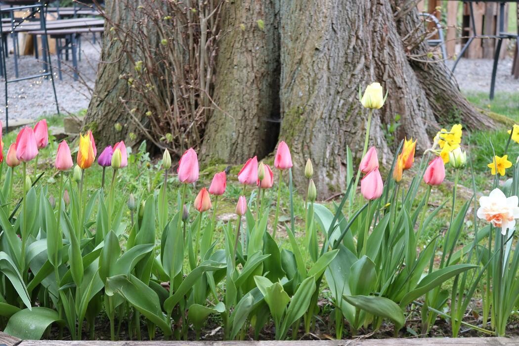 Bilder Outback-Lindlar