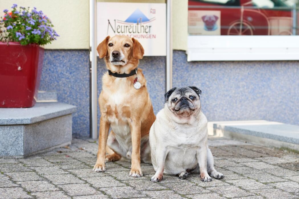 Bilder Neureuther GmbH Bedachungen