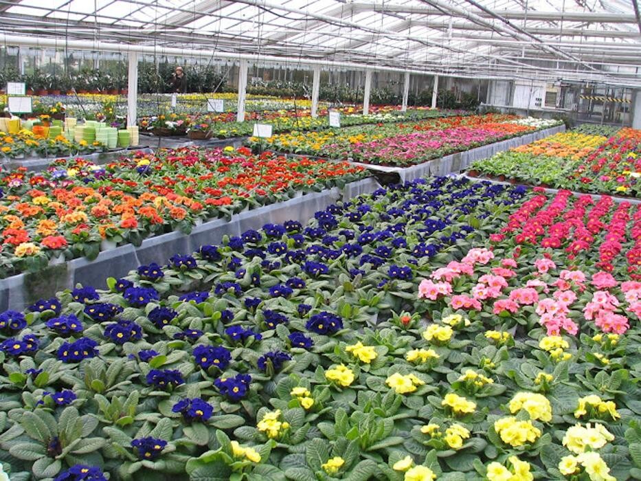 Bilder Gärtnerei Fischer KG