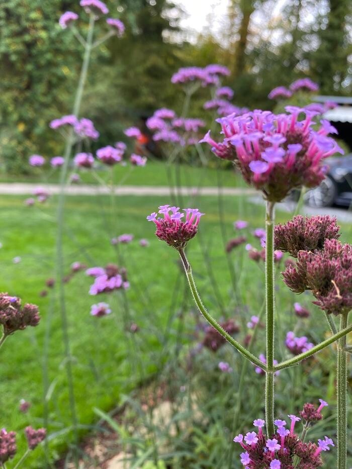 Bilder Gartenbau und Baumpflege Kammesheidt