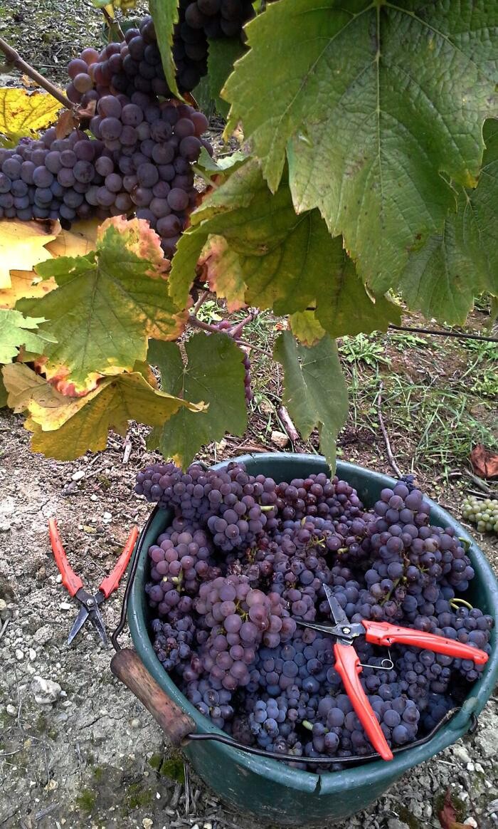 Bilder Weingut Hermann Kern
