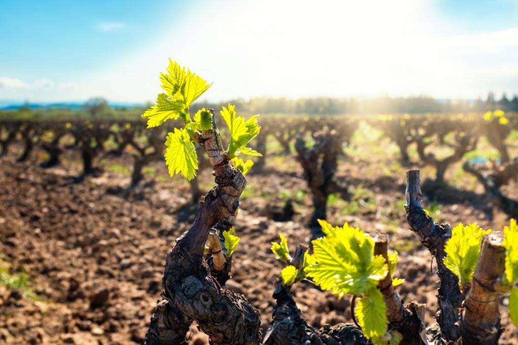 Bilder Weingut Hermann Kern