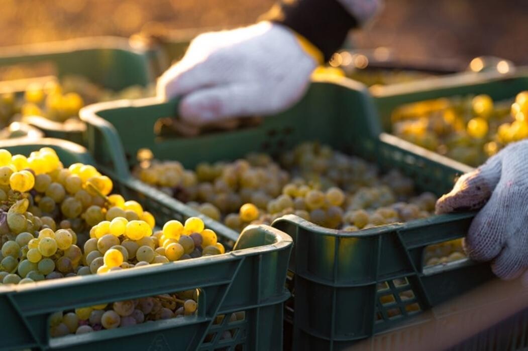Bilder Weingut Hermann Kern