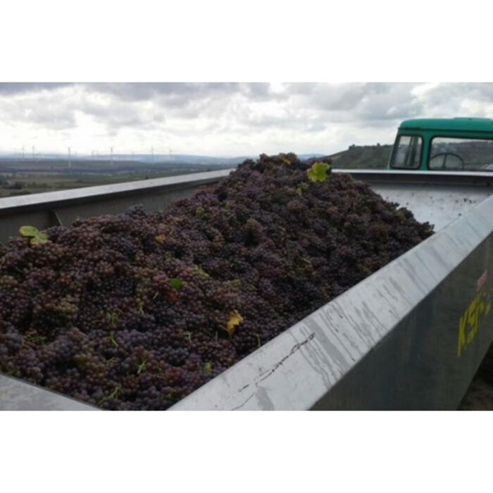 Bilder Weingut Hermann Kern