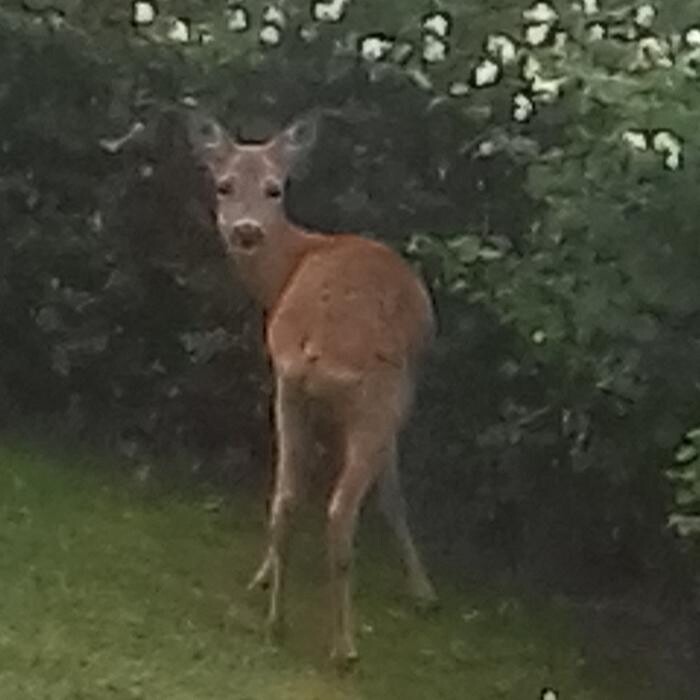 Bilder Zur Alten Bornmühle