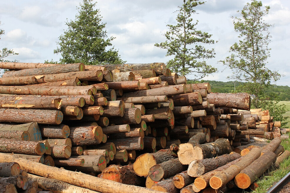 Bilder Sägewerk Zehelein GmbH