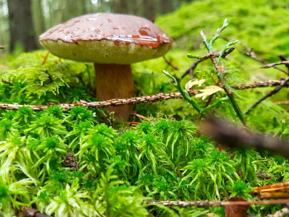 Bilder Ferienhof Hofmann