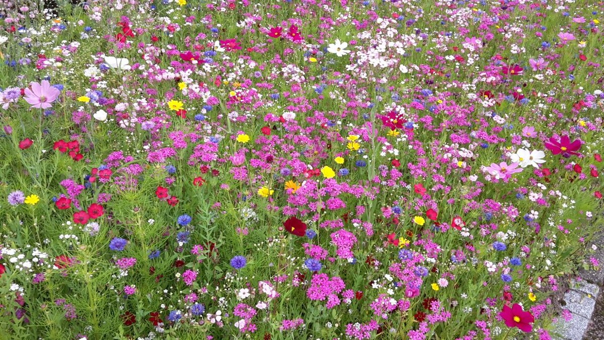 Bilder GartenAkzente Strahl GmbH