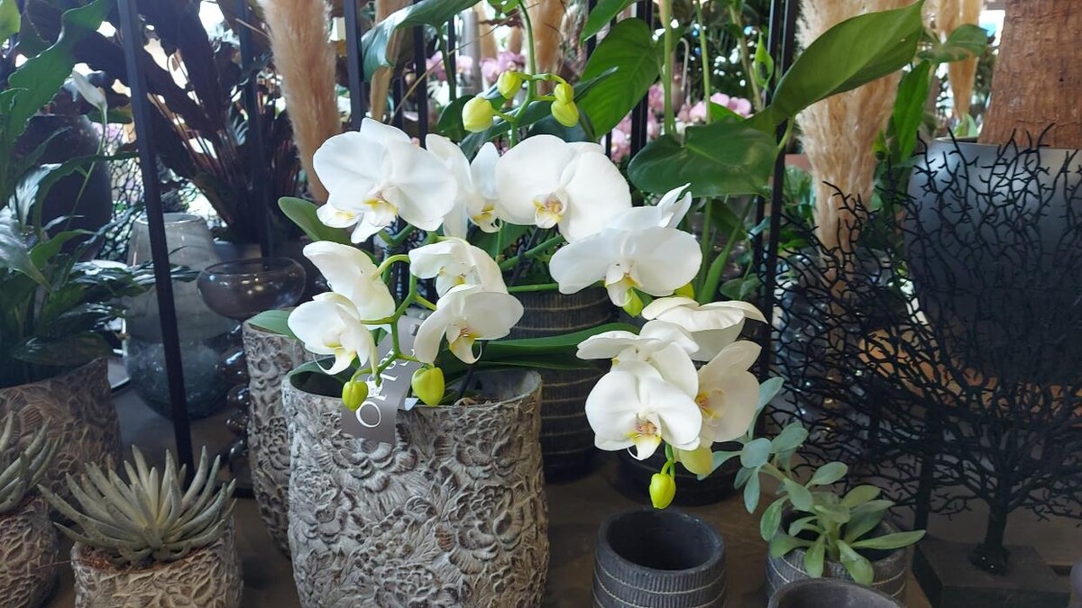 Bilder Floria Blumen