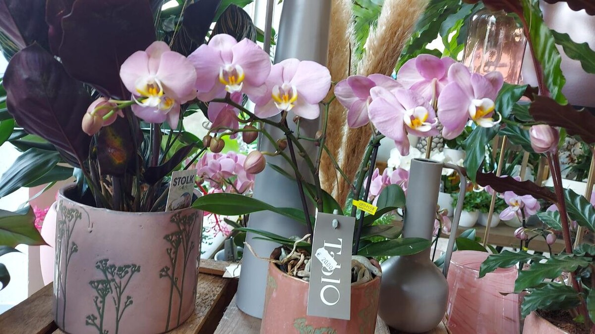 Bilder Floria Blumen