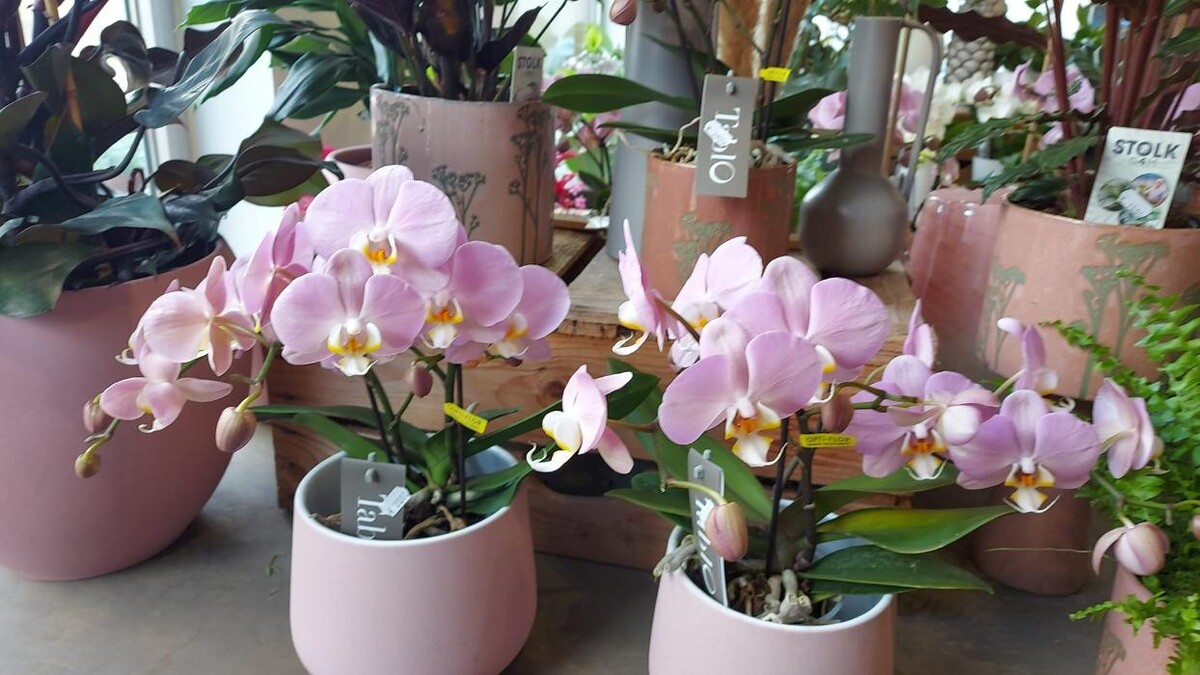 Bilder Floria Blumen