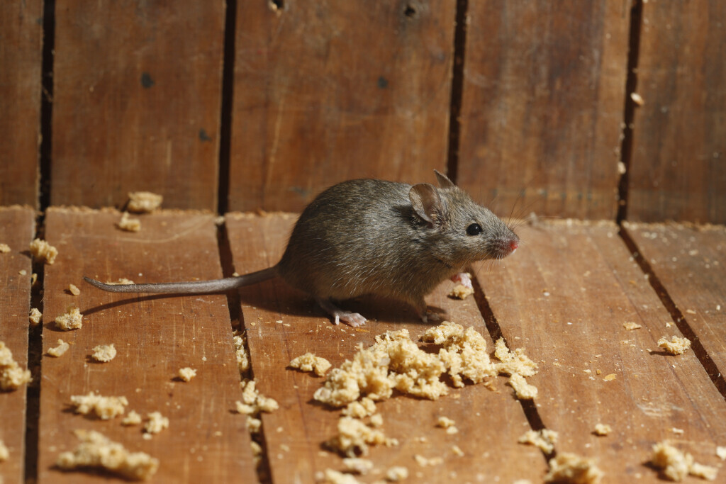 Bilder VERMIN Bielefeld Kopietz GmbH & Co. KG