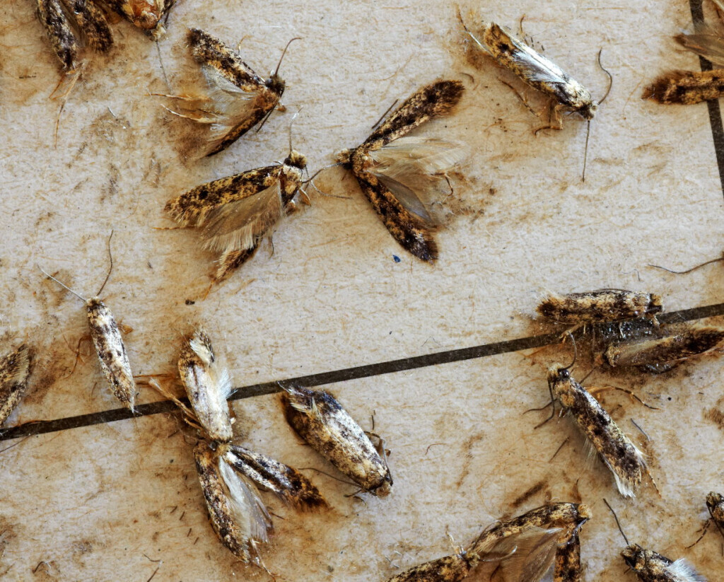 Bilder VERMIN Bielefeld Kopietz GmbH & Co. KG